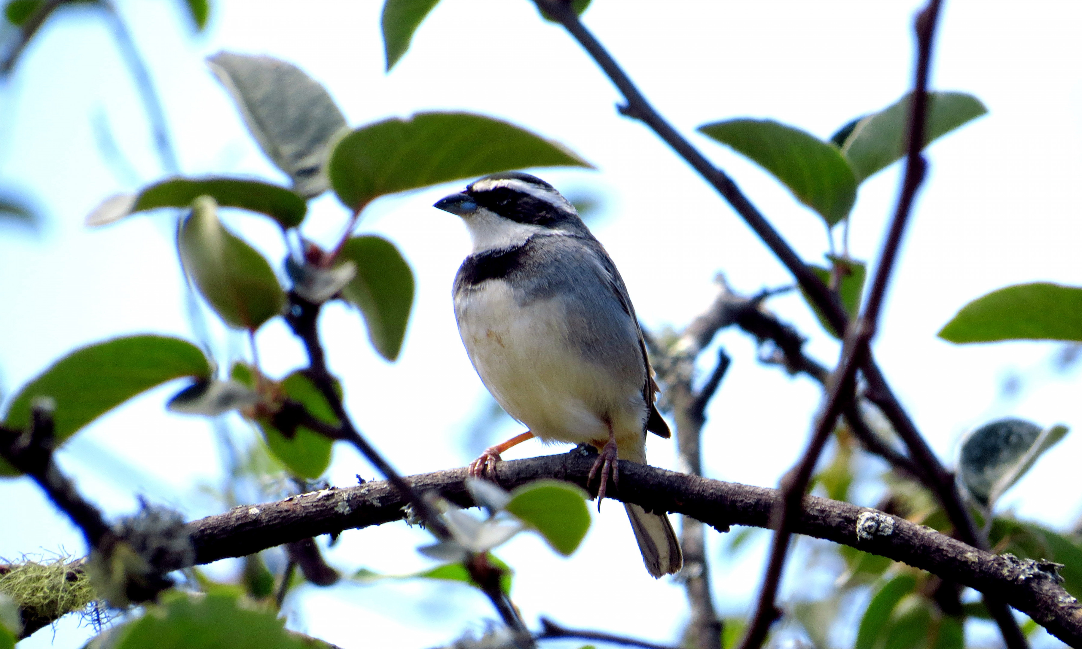 Imagen de Poospiza hispaniolensis (Bonaparte, 1851)