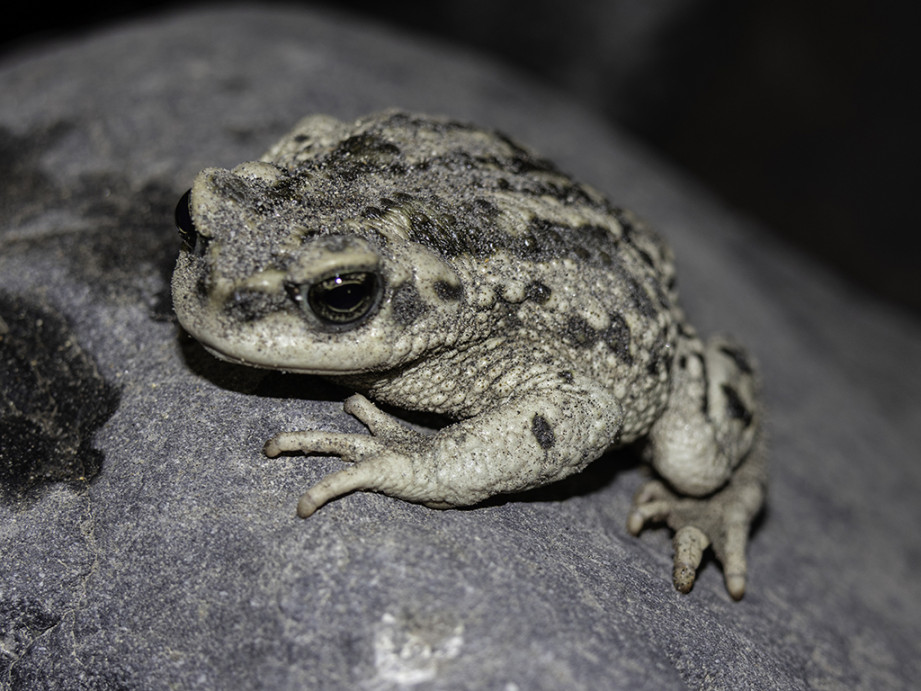 Imagen de Rhinella arequipensis (Vellard, 1959)